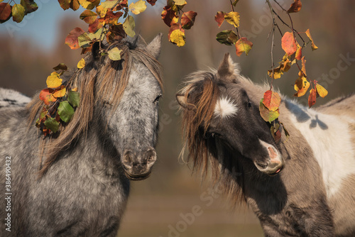Obraz na płótnie Two little ponies under the tree in autumn