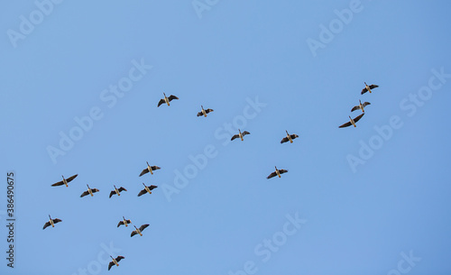 Migrating birds flying towards south against blue sky.