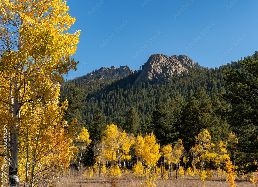 Golden Aspen Trees in Fall with Pine Trees and Rocky Backdrop