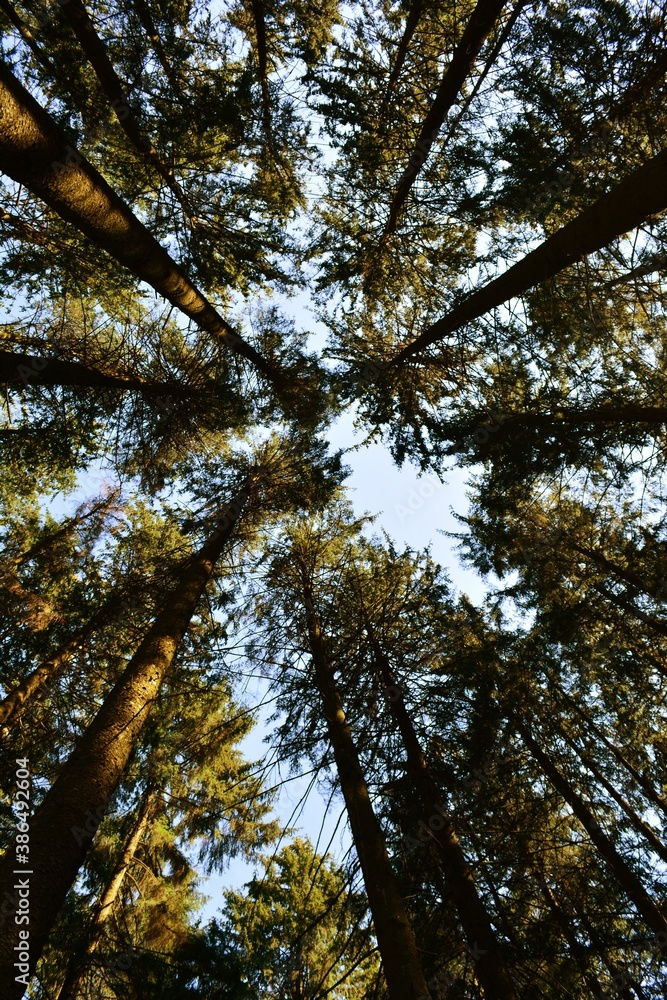 trees in the forest trees in the forest