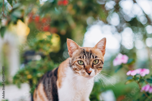 A cute striped cat sitting in a sunny garden.