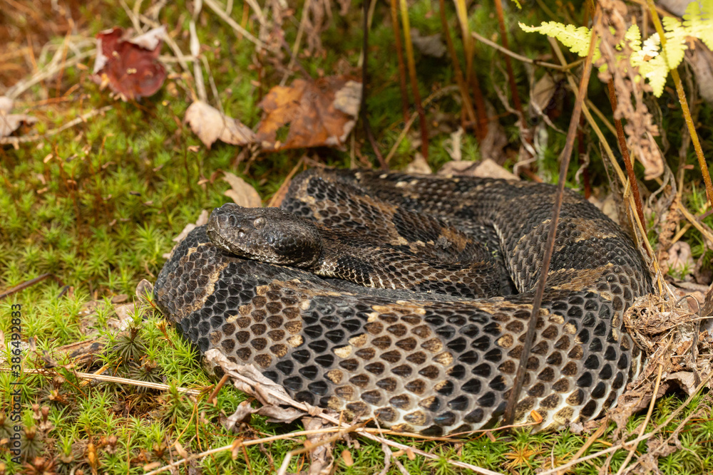 Black phase timber rattlesnake - Crotalus horridus Black phase timber rattlesnake - Crotalus horridus