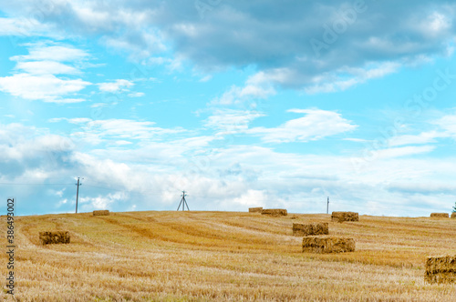 harvesting cereals: many bales of straw in the harvested field, horizon, blue sky