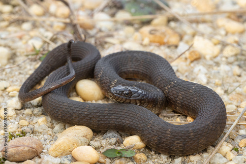 Slika na platnu Northern water snake - Nerodia sipedon sipedon