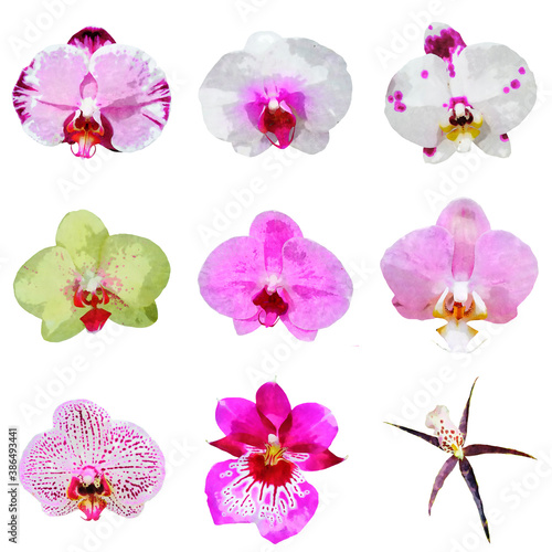 A set of different types of Orchid flowers in watercolor technique.