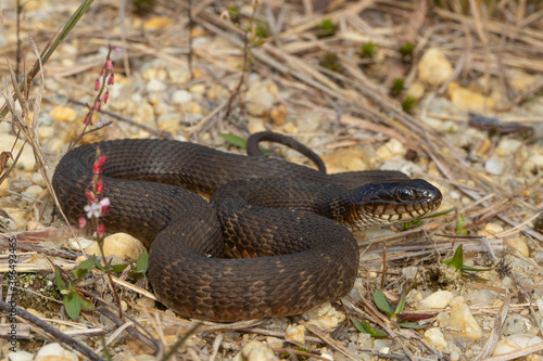 Northern water snake - Nerodia sipedon sipedon