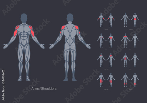 Foto Human muscles anatomy model vector design template