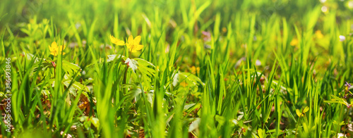 Spring background with grass and yellow flowers in sunny weather