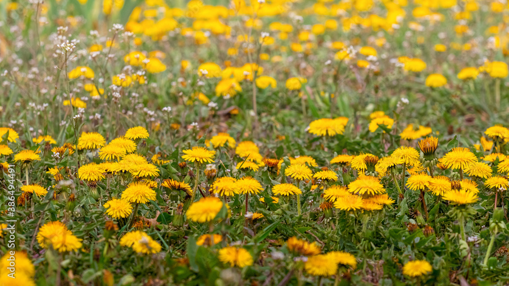 Field with yellow dandelions in sunny weather, flowering dandelions Field with yellow dandelions in sunny weather, flowering dandelions