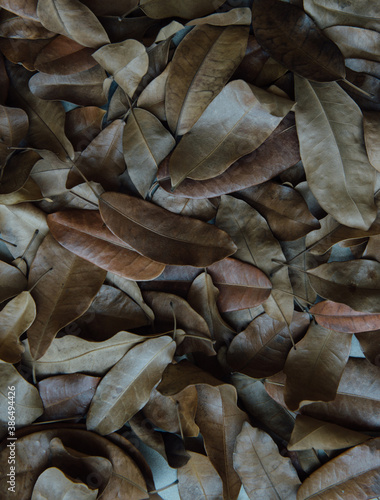 Top view of scattered brown color dry leaves. Rustic natural background.