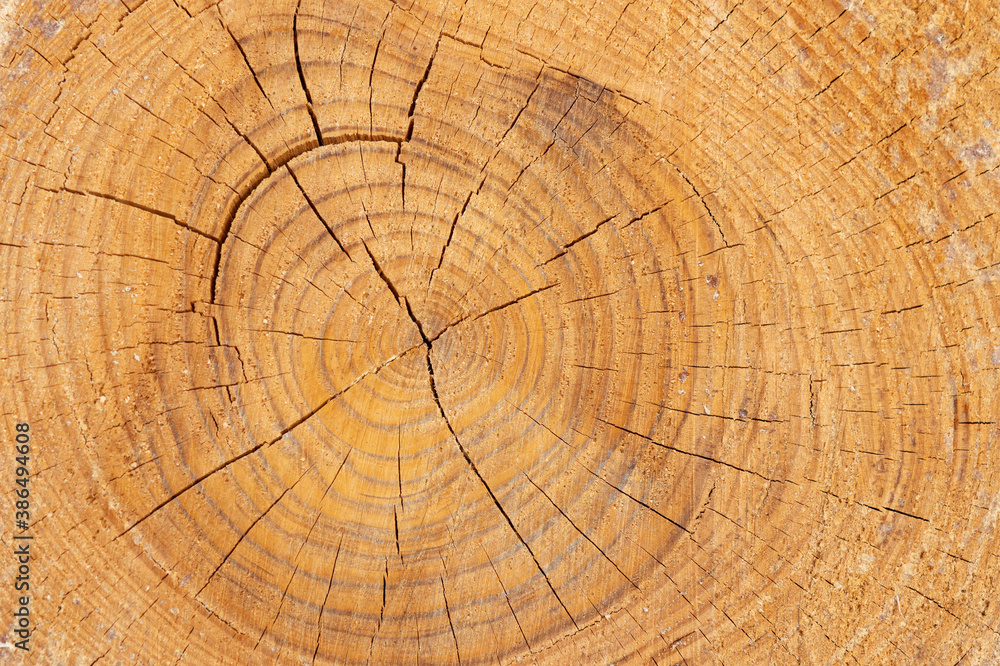 Fototapeta premium A thick tree trunk in a section with annual rings, cracks and resin drips. Texture.