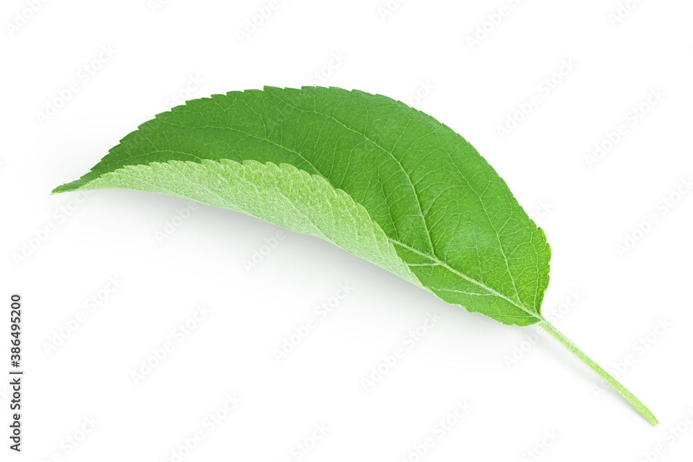 Fototapeta premium Apple leaf isolated on white background with clipping path.