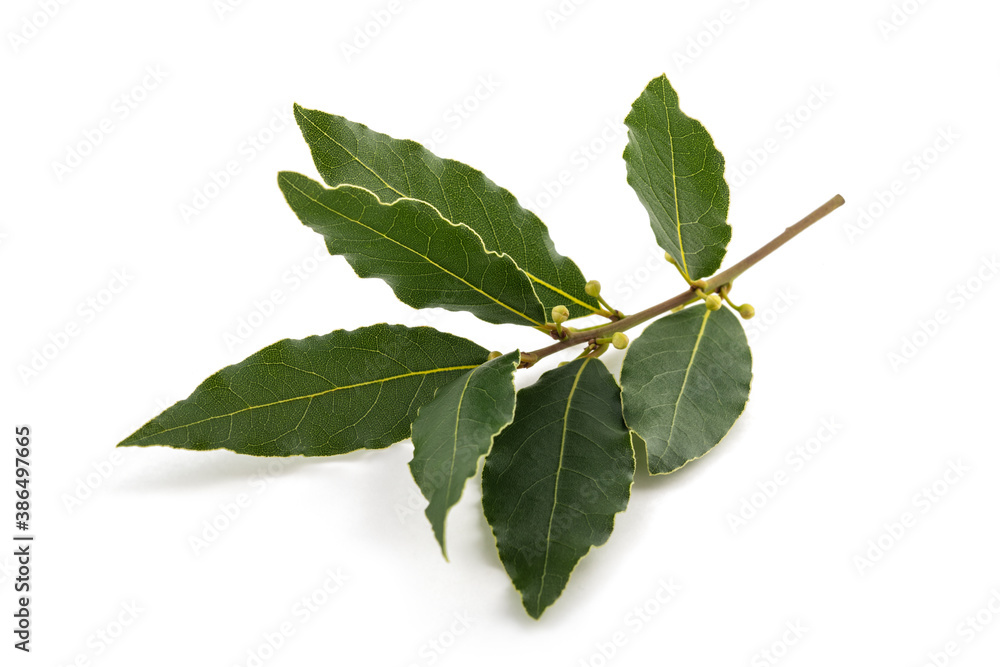 Laurel branch with buds and leaves Laurel branch with buds and leaves