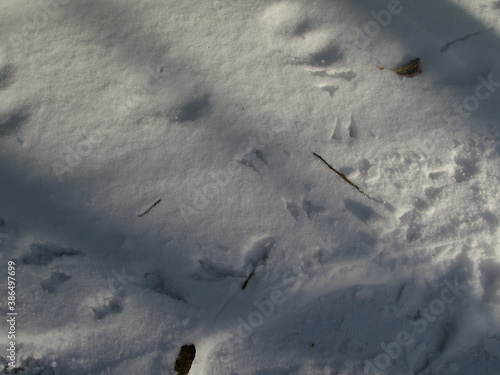 Bird Tracks In Sunlit and Shadowed Snow
