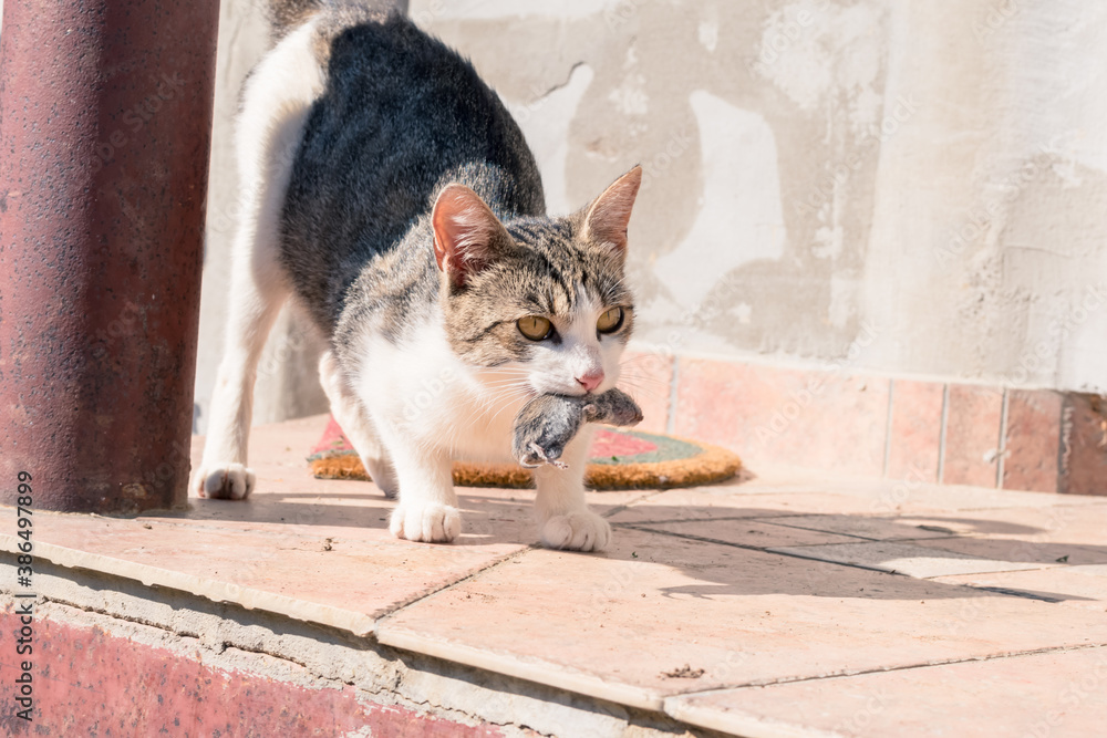 Fototapeta premium cat with its mouse catch