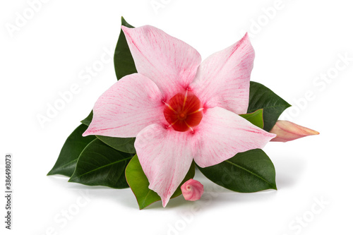 Pink mandevilla flower photo