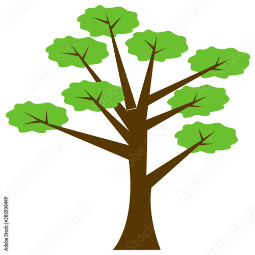 
Tree with brown stem and green leaves structured in colonies, this is hangman’s elm tree  
