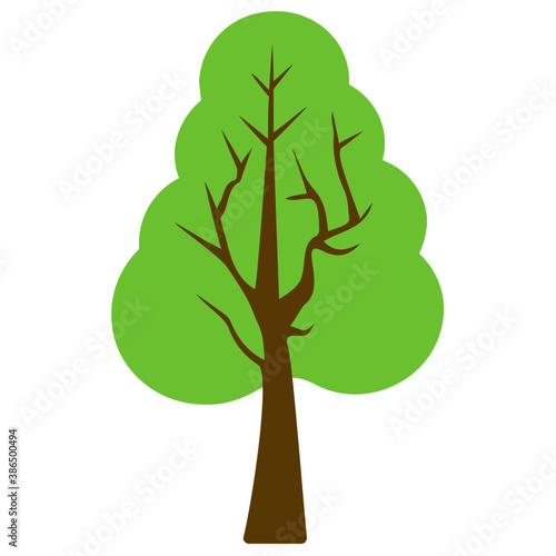 
Fluffy young branch fir tree, coniferous tree 
