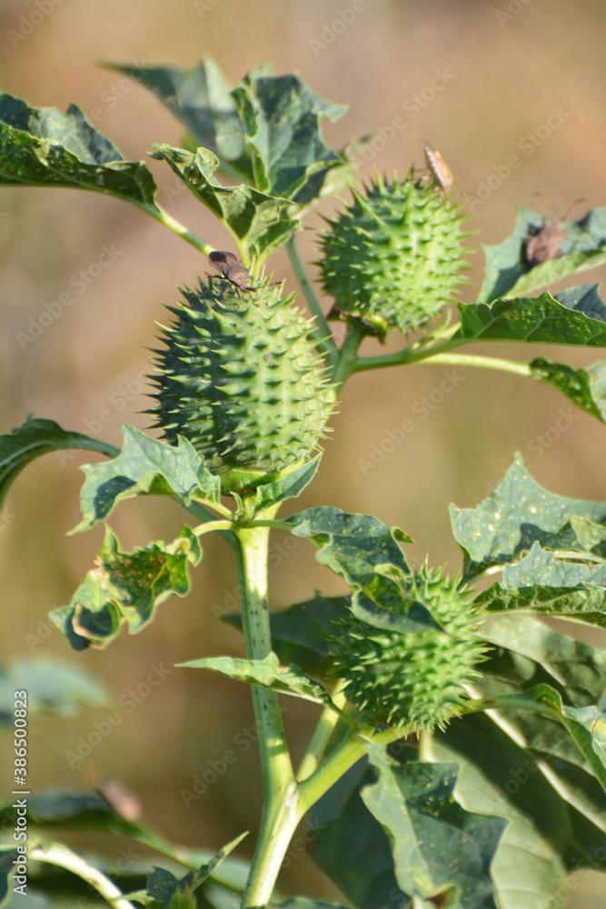 In nature, a poisonous plant grows - Datura stramonium In nature, a poisonous plant grows - Datura stramonium