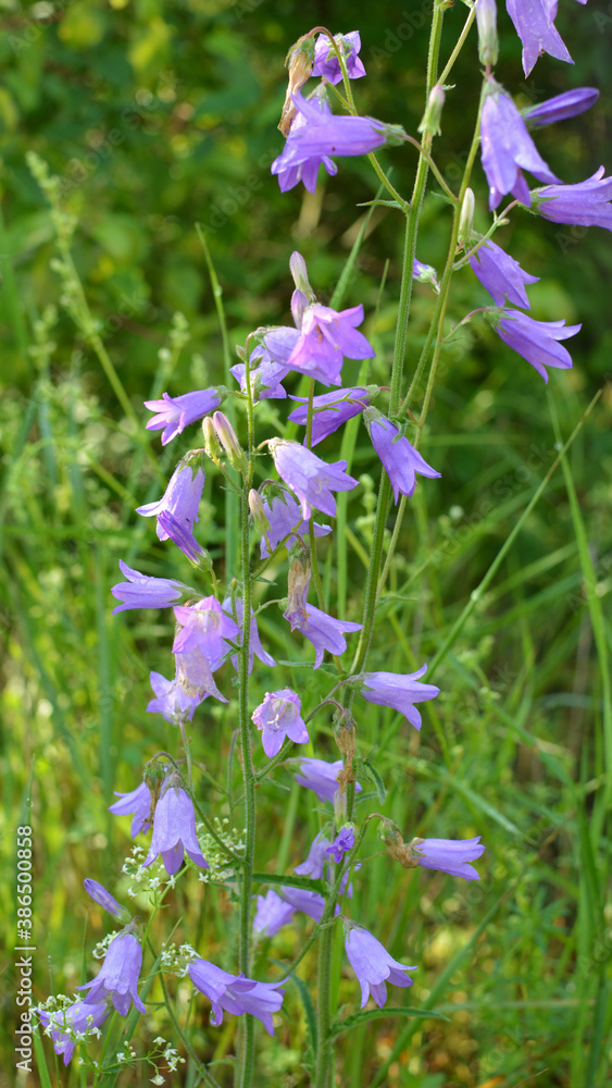 Siberian bells (Campanula sibirica) bloom among wild herbs Siberian bells (Campanula sibirica) bloom among wild herbs