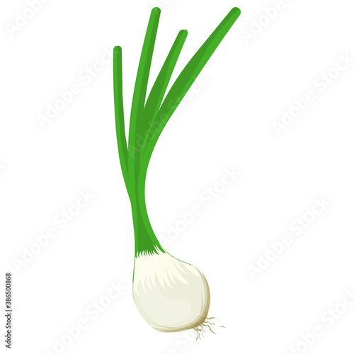 
Half white and half green shoot showing green garlic icon
