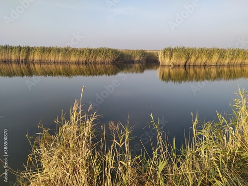 Reeds on the lake 