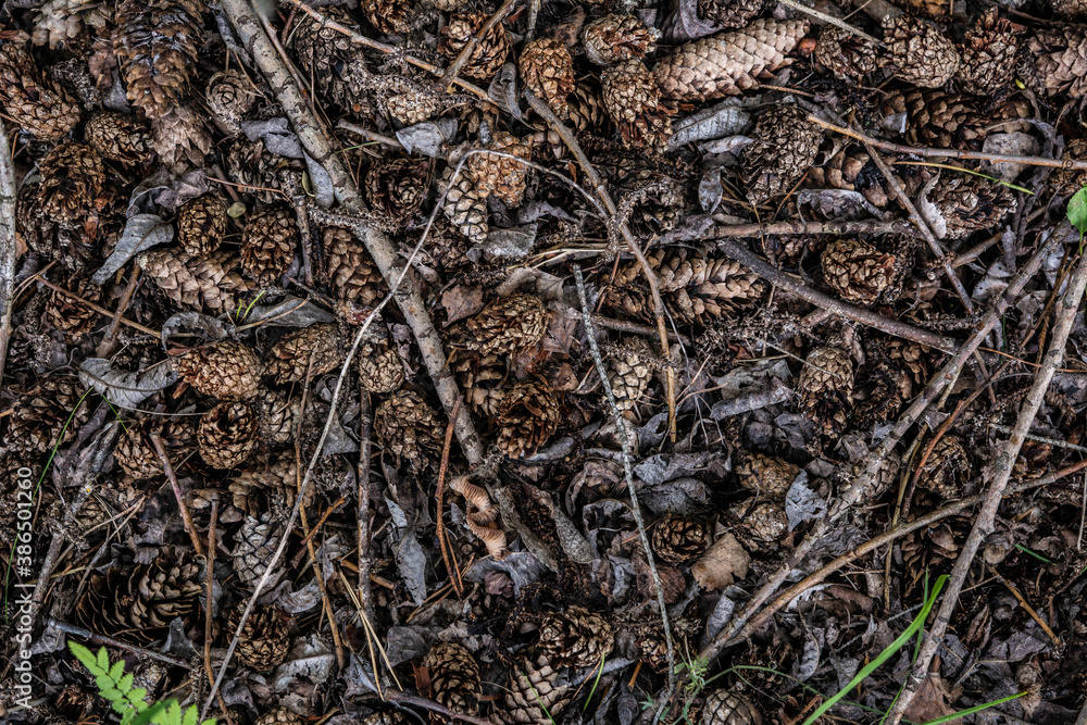 The ground in the forest is strewn with branches and fir cones. The ground in the forest is strewn with branches and fir cones.