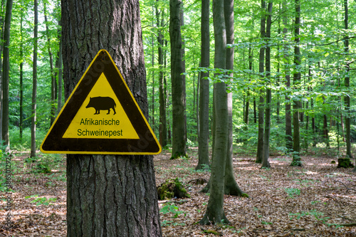Yellow warning sign in the forest with the inscription Afrikanische Schweinepest, which means African swine fever.
