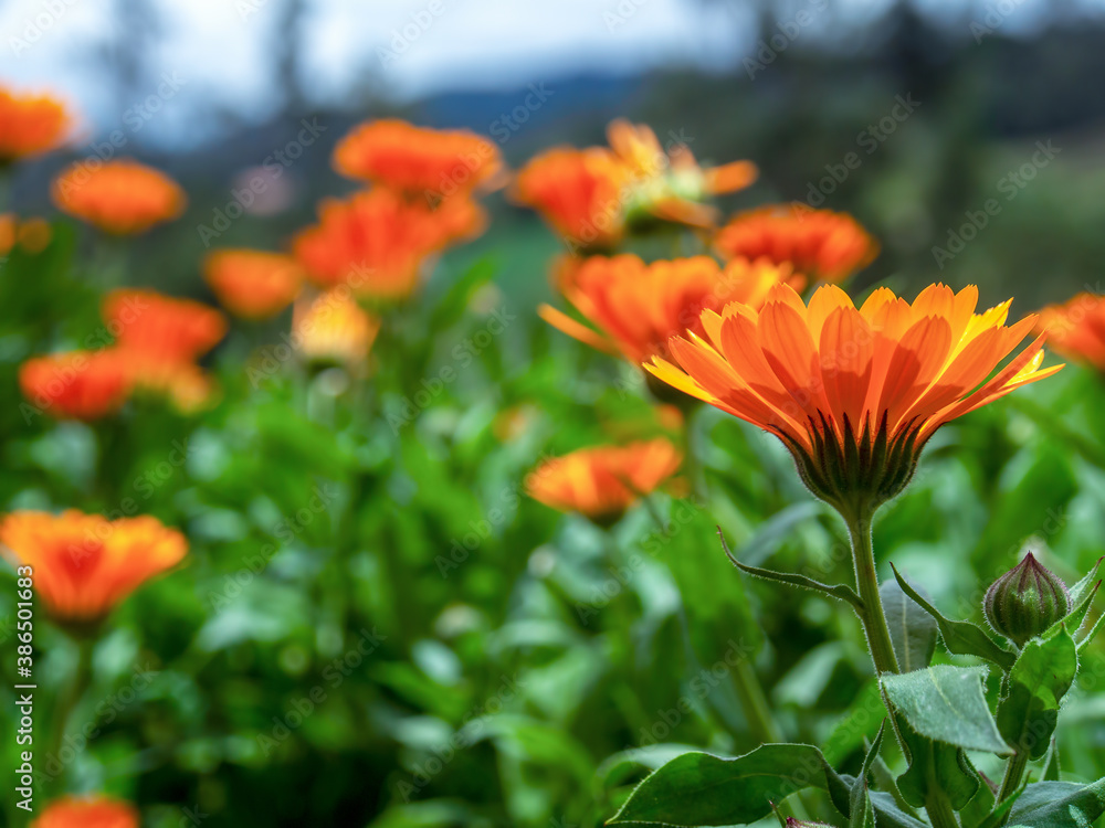 Pot marigold flowers in a garden near the colonial town of Villa de Leyva, in the central Andean mountains of Colombia.