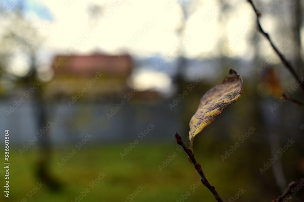 lonely, darkened leaf on a branch in the garden lonely, darkened leaf on a branch in the garden