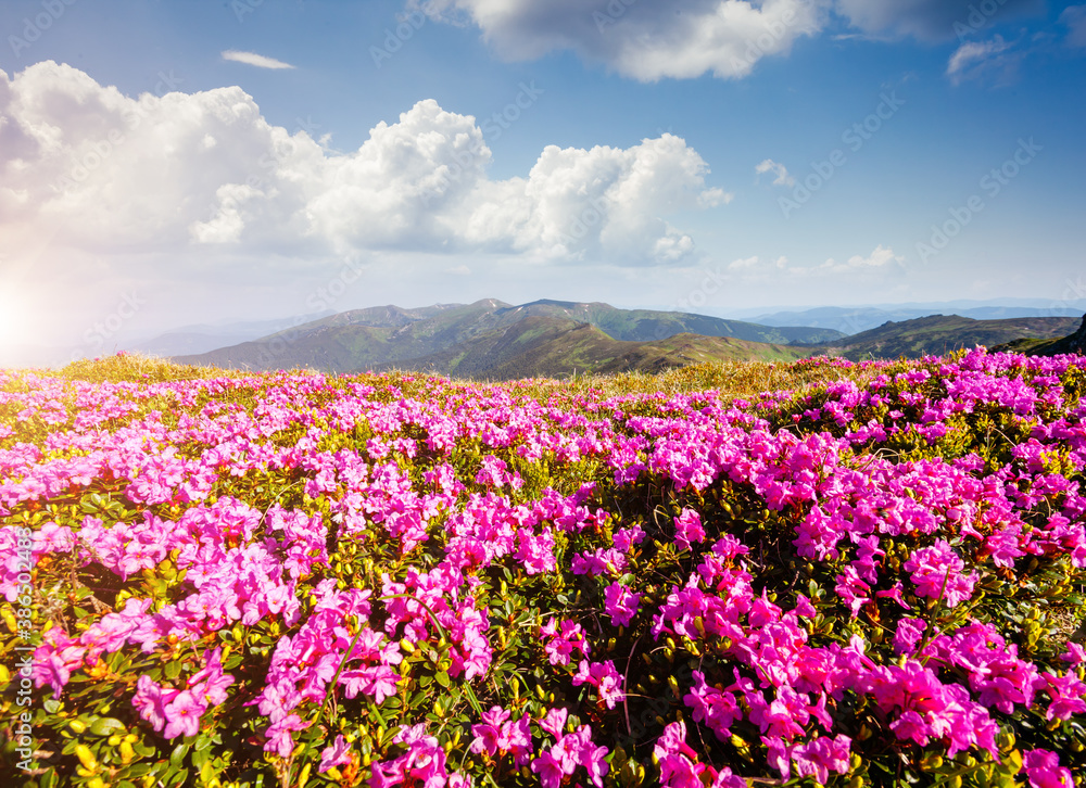 Awesome pink rhododendron flowers in summer alpine valley. Awesome pink rhododendron flowers in summer alpine valley.