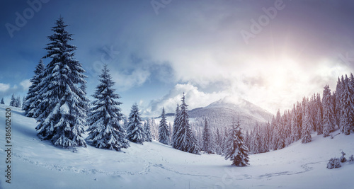 Idyllic view of spruces covered in snow. Frosty day, exotic wintry scene. © Leonid Tit
