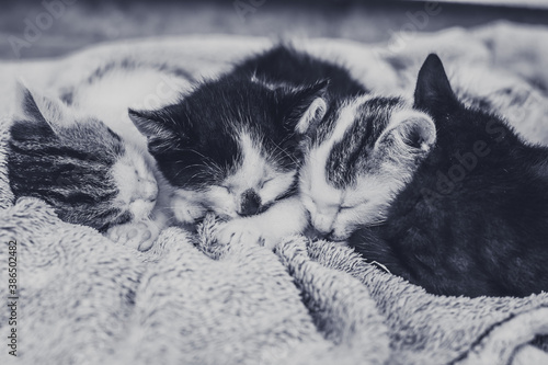 cute baby cats sleeping together side by side peacefully on the sofa