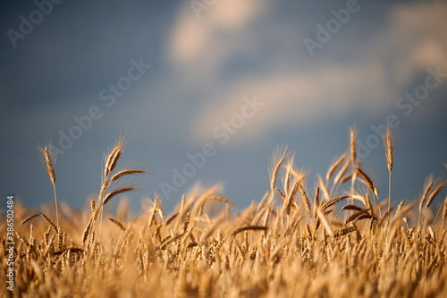 Single weat ears on weatfield with sky background