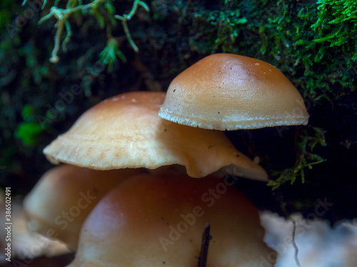 Macrophotography of brown tree mushrooms, captured at a cloud forest near the colonial town of Villa de Leyva, in the central Andean mountains of Colombia.