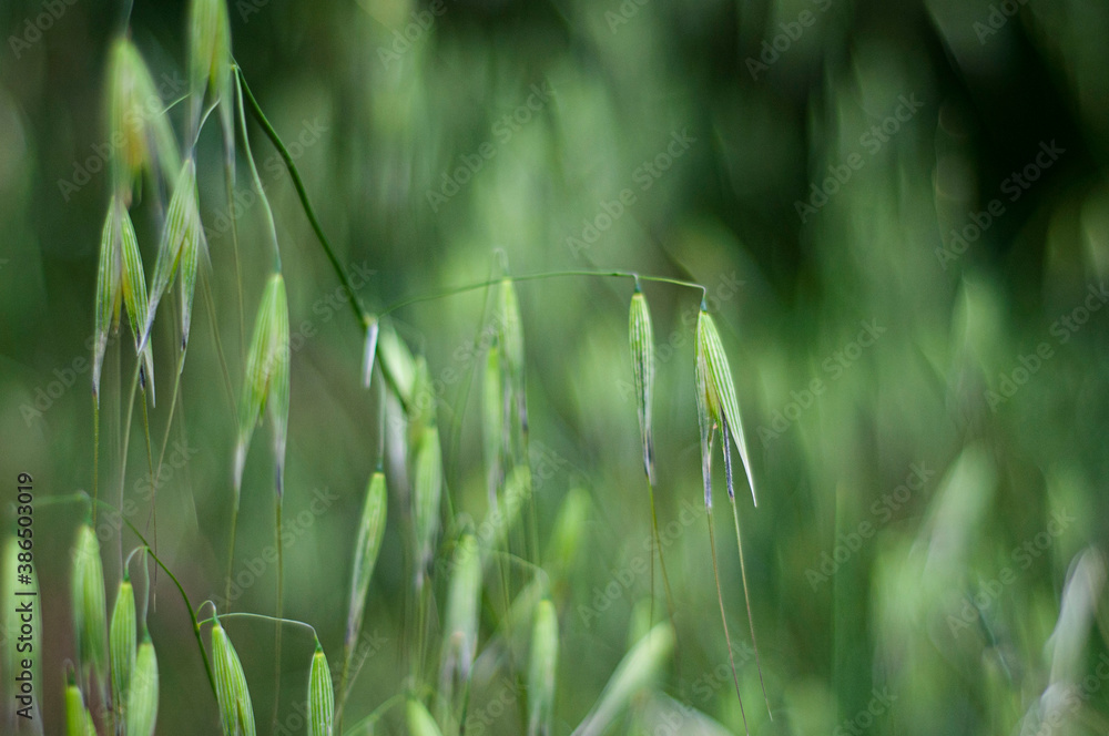 Obraz premium Brome Grass