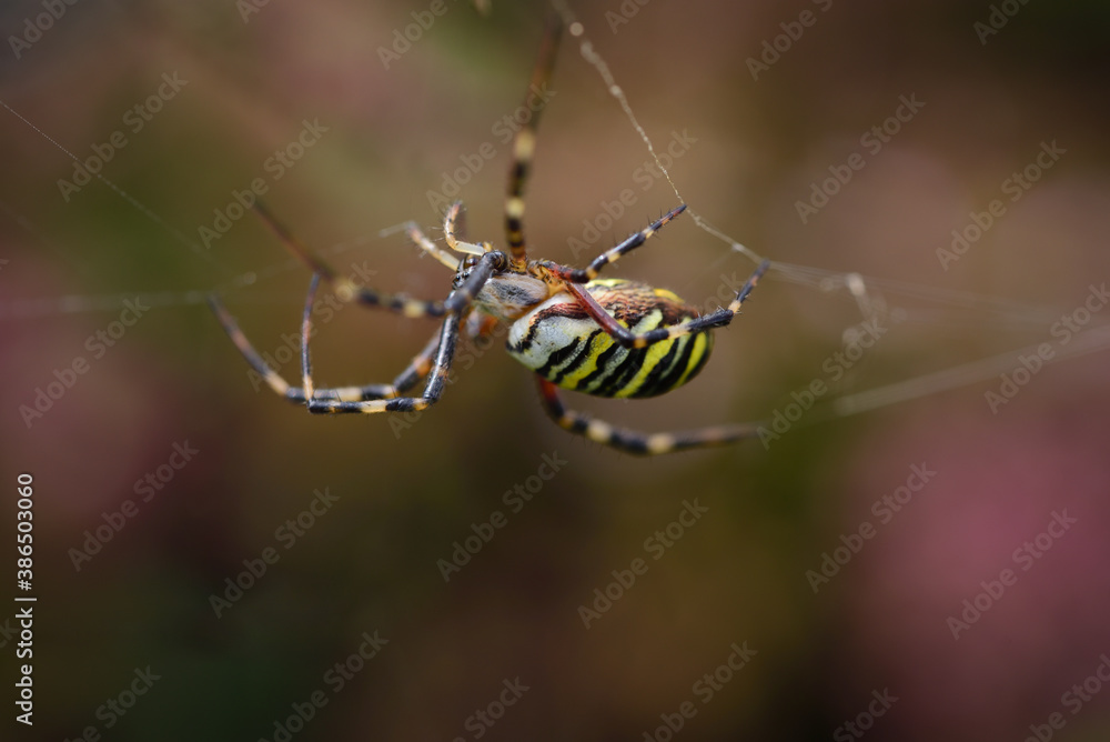 Close-up of a wasp spider (Argiope bruennichi) hanging on by a thread Close-up of a wasp spider (Argiope bruennichi) hanging on by a thread