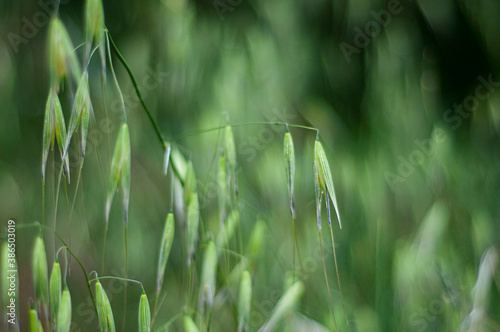Brome Grass