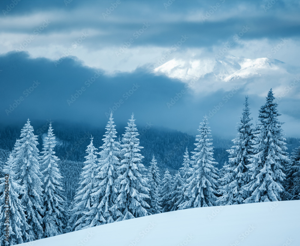 Perfect winter landscape with covered snow trees.