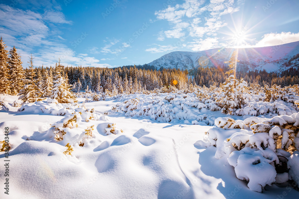 Fantastic winter landscape with spruces covered in snow. - obrazy, fototapety, plakaty 