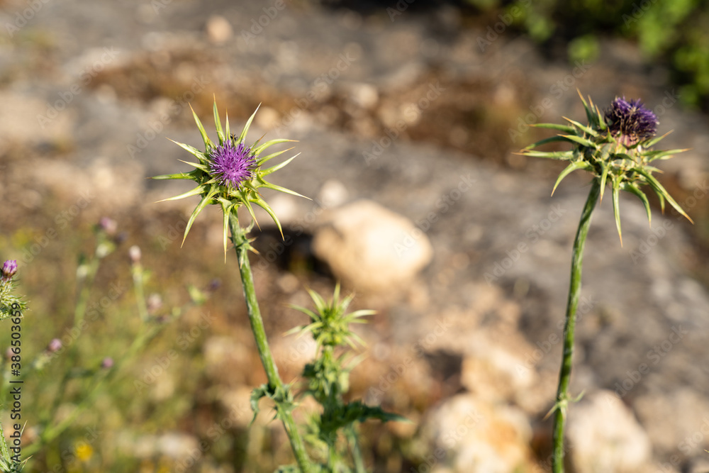 Thistle flower