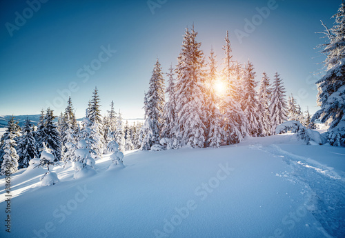 Sunny frosty day in snowy coniferous forest. Christmas holiday concept. © Leonid Tit