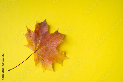 Autumn bright colored background. Thanksgiving, Halloween card. Autumn sale.