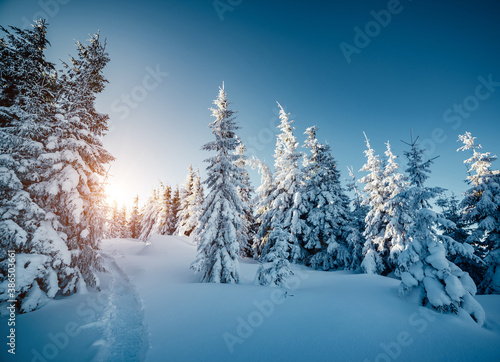 Sunny frosty day in snowy coniferous forest. Christmas holiday concept.