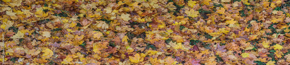 Panoramic background of autumn yellow and orange leaves. Autumn textured pattern.