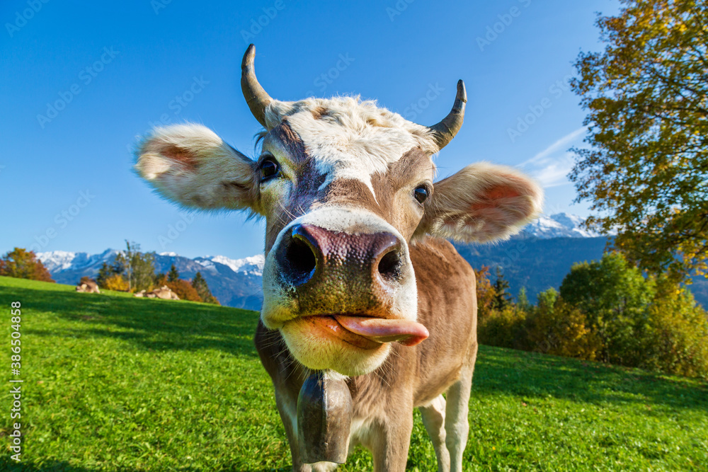 Kuh - lustig - Zunge - Herbst - Allgäu - Hörner Stock-Foto | Adobe Stock