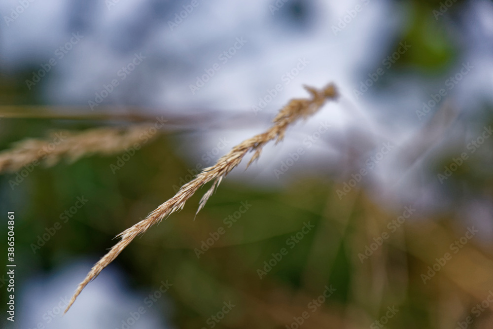 Naklejka premium grass in the wind