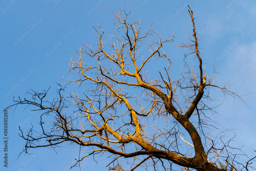 Bright landscape with a withered tree without leaves. The tree trunk and branches silhouettes are brightly lit by the sun against the blue sky. Climate change and environmental protection background. Bright landscape with a withered tree without leaves. The tree trunk and branches silhouettes are brightly lit by the sun against the blue sky. Climate change and environmental protection background.