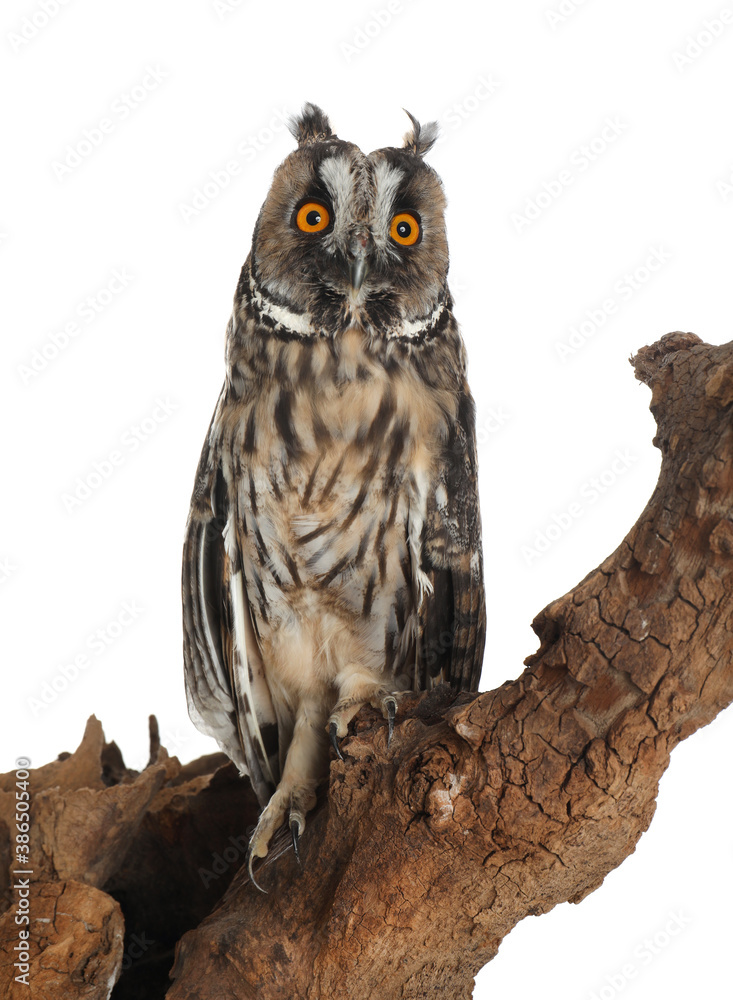 Beautiful eagle owl on tree against white background. Predatory bird Beautiful eagle owl on tree against white background. Predatory bird