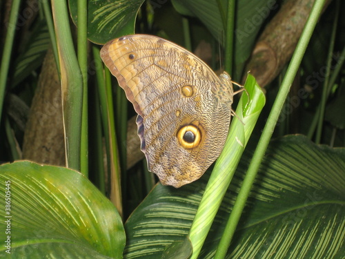 Butterfly on Leaf